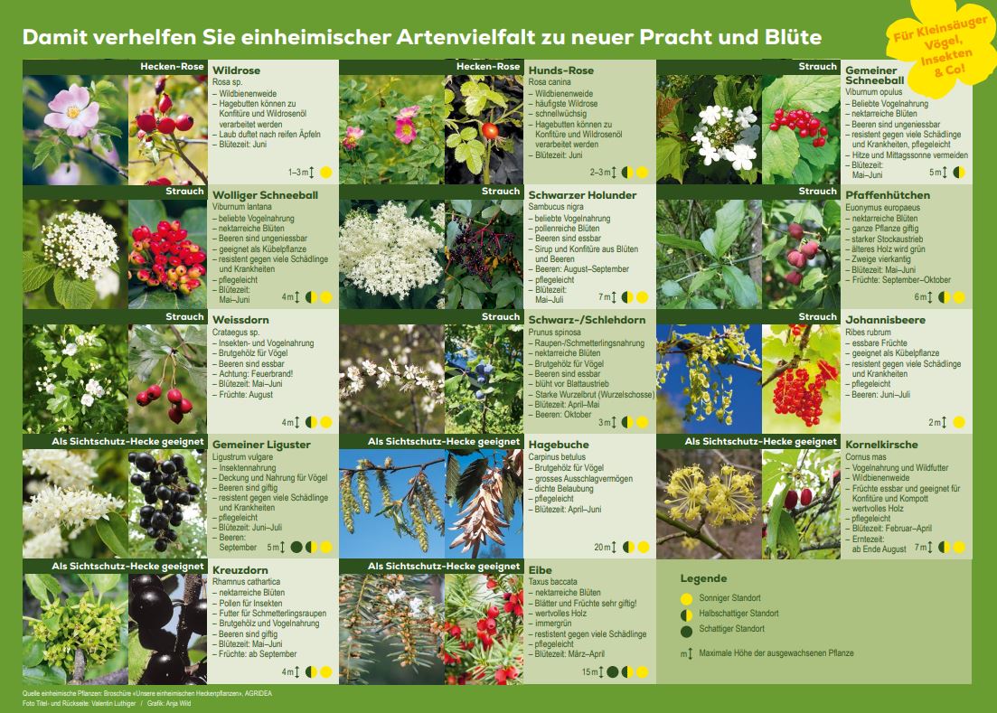 Förderung - Förderbereiche - Umwelt - Neophyten